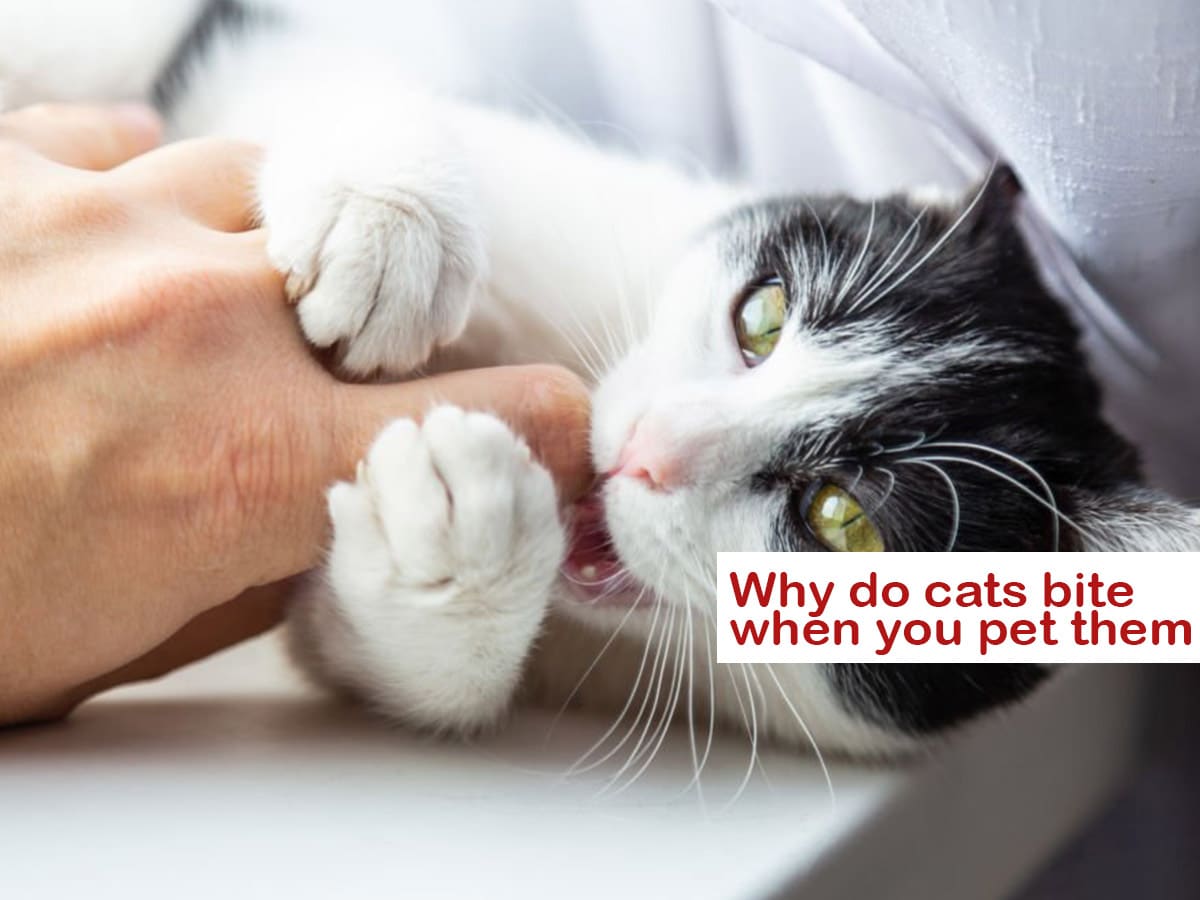 Why do cats bite when you pet them