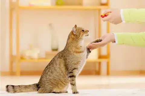 why do cats bite when you pet them?