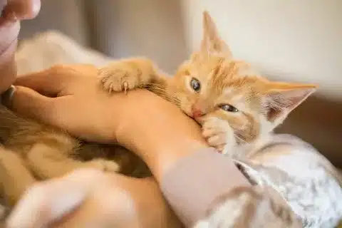 Why do cats bite when you pet them?