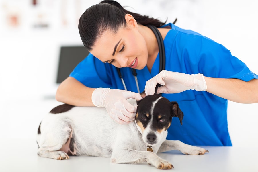 How Does Pet Care Fit Into Your Daily or Weekly Routine?