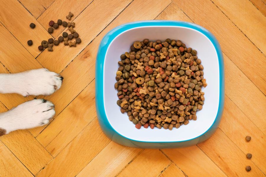What foods should dogs avoid with Cushing's disease
