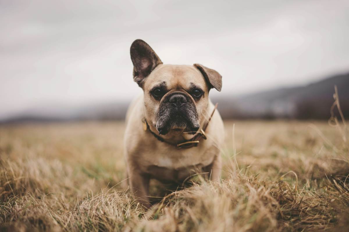 What's the best dog food for French bulldogs